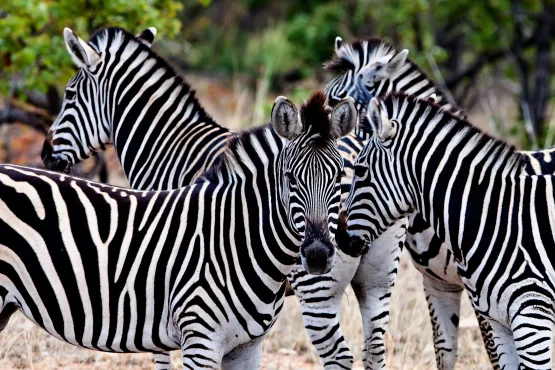 hapag-lloyd-cruises-luxe-zuid-afrika-safari-003