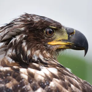 silversea-cruises-fr-alaska-wildlife-002