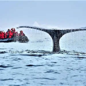 Whale watching from a Zodiac in Antarctica.