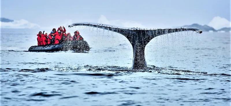 Whale watching from a Zodiac in Antarctica.