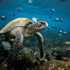 silversea_cruises_expedition_fr_galapagos_001