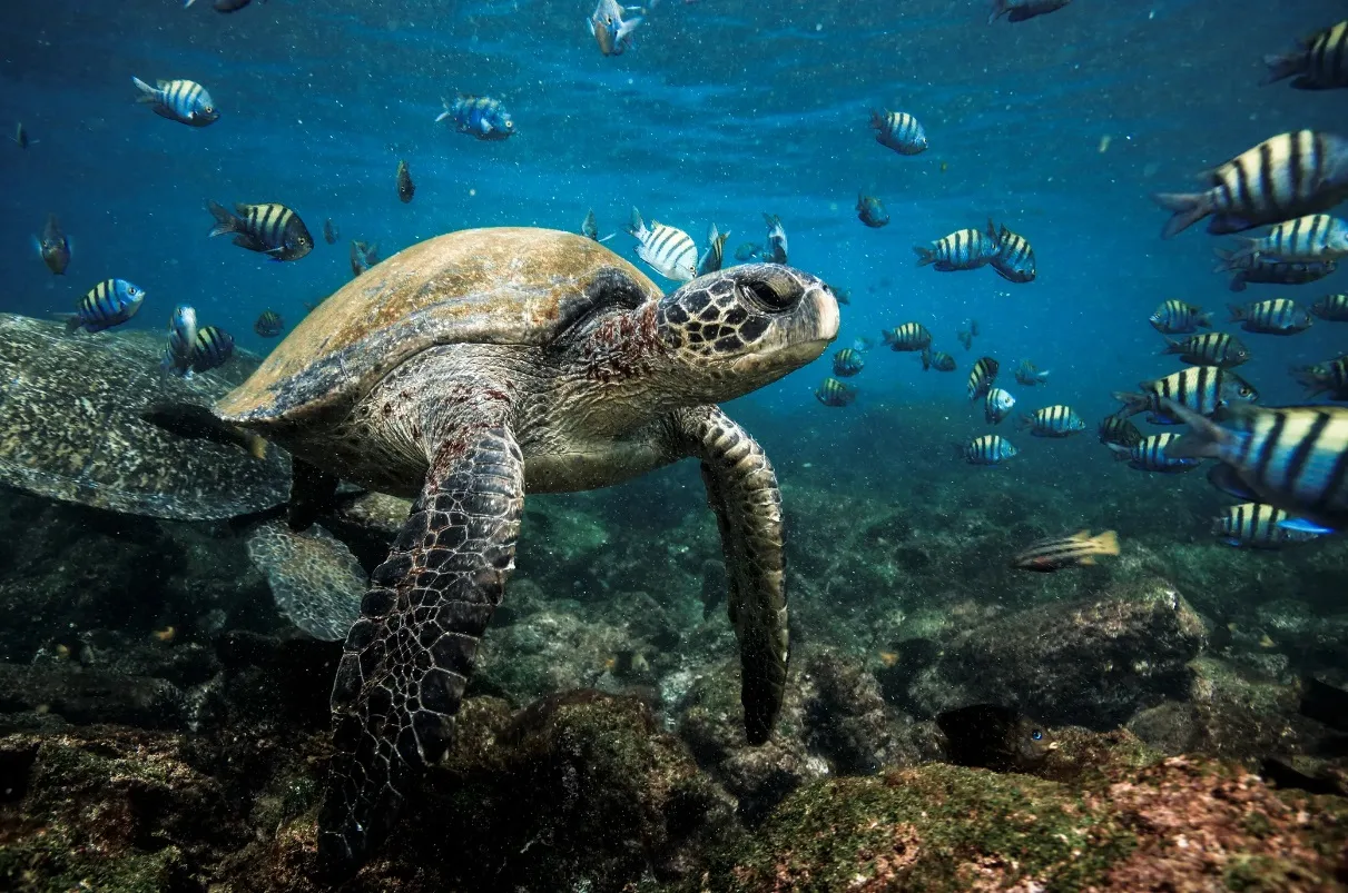 silversea_cruises_expedition_fr_galapagos_001