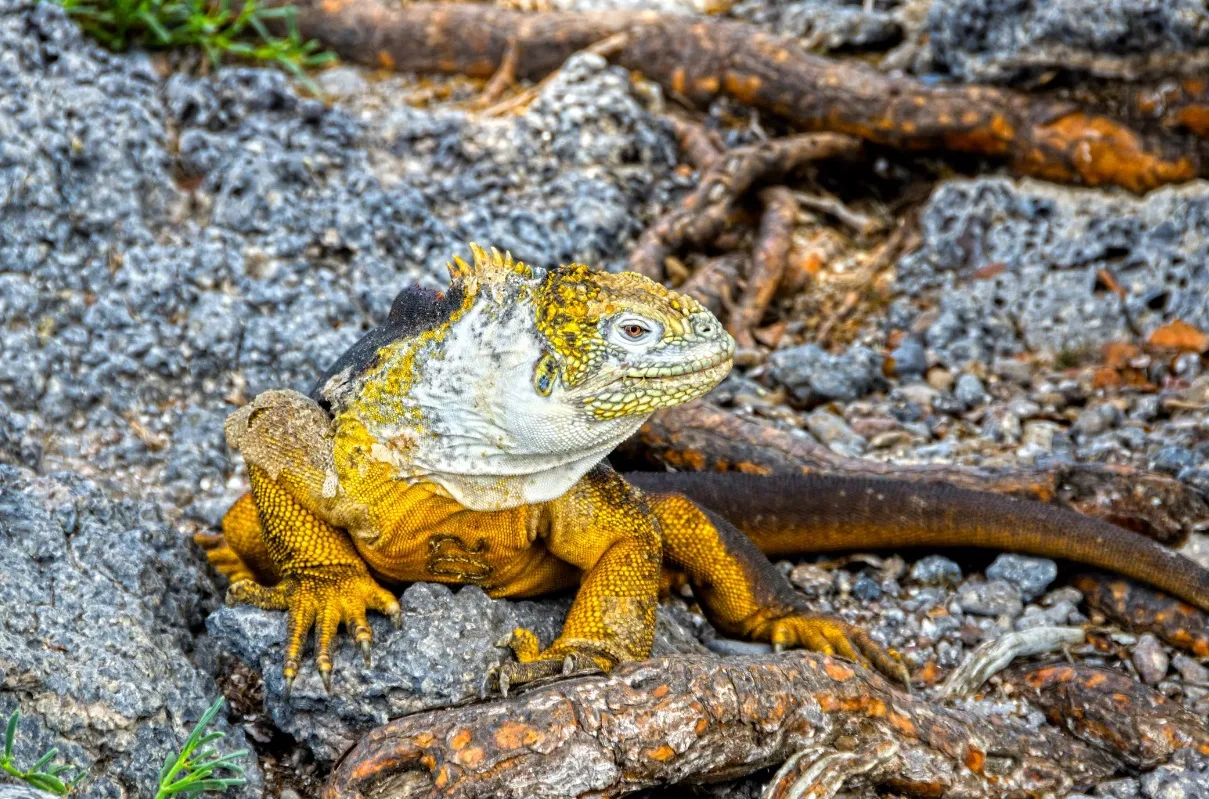 silversea_cruises_expedition_fr_galapagos_004