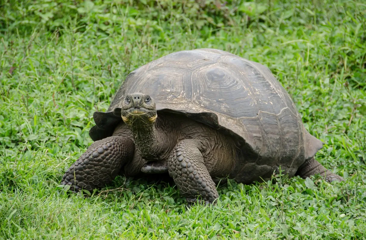 silversea_cruises_expedition_fr_galapagos_005