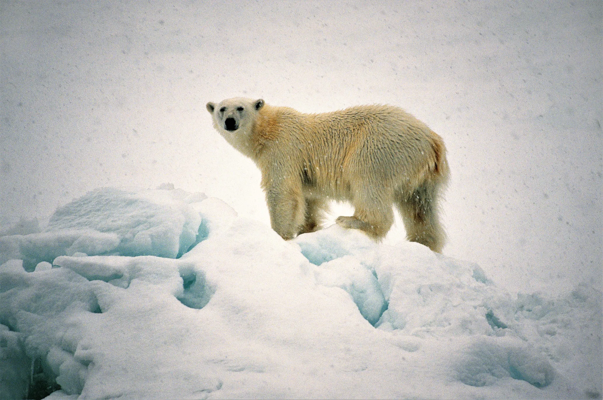 seabourn polar bear