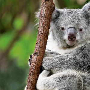 seabourn venture expeditions australie