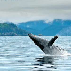 Breaching whale in the Alaskan sea