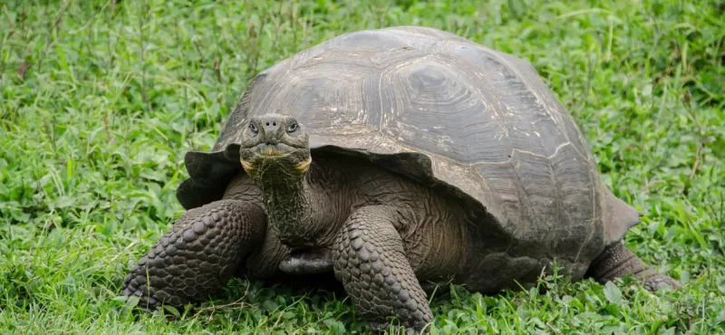 silversea_cruises_expedition_fr_galapagos_005