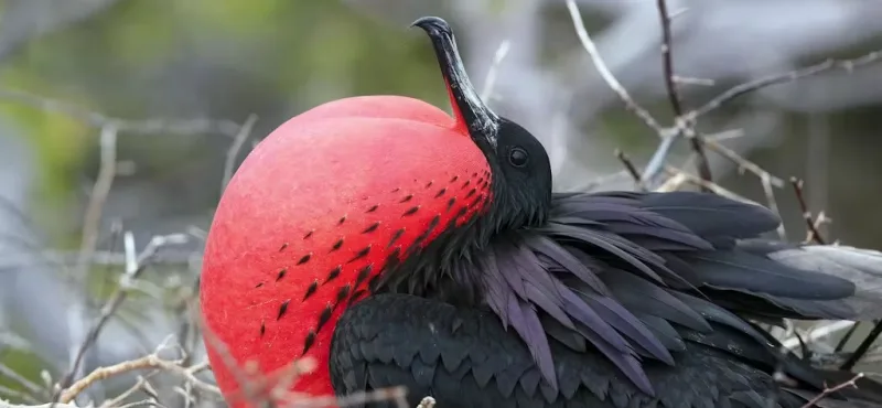 silversea_cruises_expedition_galapagos_fregatvogel_001