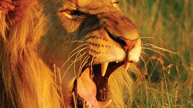 silversea wereldcruise 2028 thema6