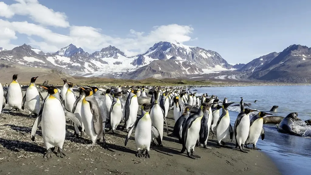 hanseatic spirit antarctica chili fjorden 2025_001