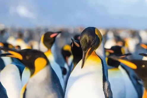 hanseatic spirit antarctica chili fjorden 2025_005