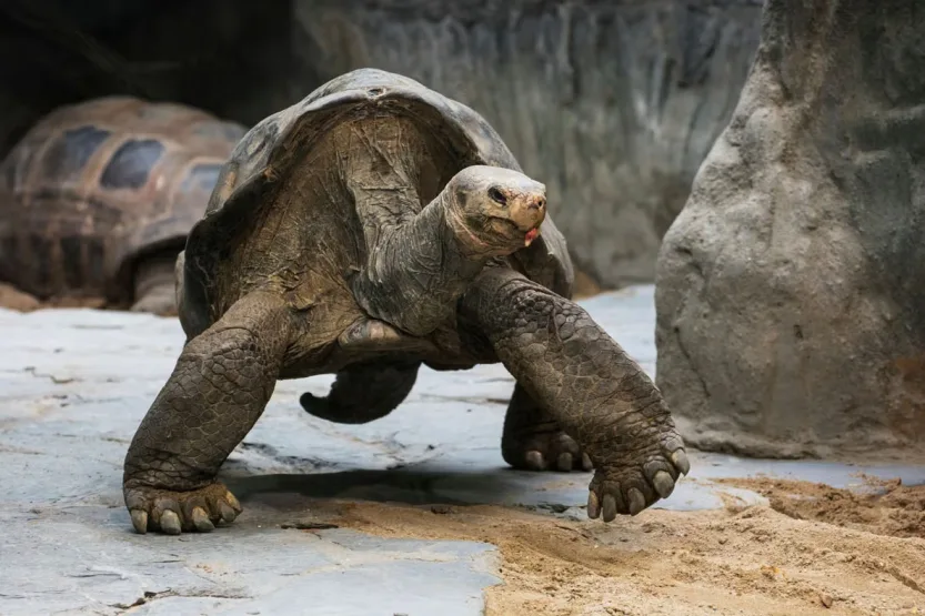 silversea_fr_africa_seychelles_aldabra_giant_tortoise_001