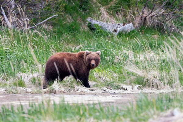 A brown bear in Chinitna Bay Bear, Anchorage Alaska, USA