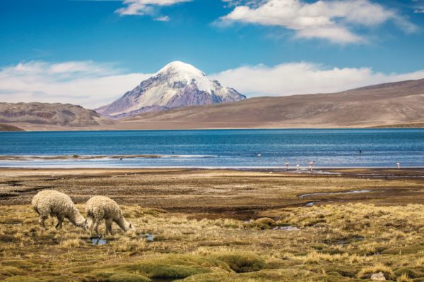 Alpacas and flamingos in Lauka National Park, Chile.
