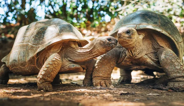 Aqua Expeditions Aldabra reuzenschildpadden