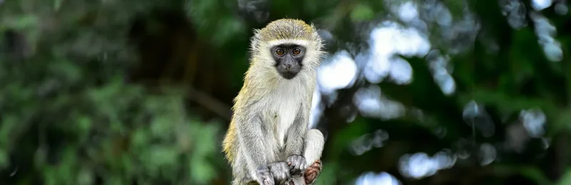 Aqua Expeditions Misali