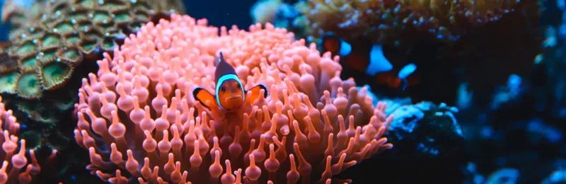 Aqua Expeditions Remire