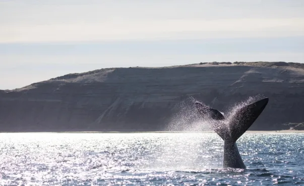 Puerto Madryn, Argentinie